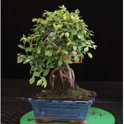 Ulmus parvifolia 8255357