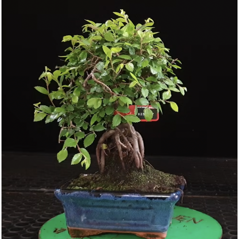 Ulmus parvifolia 8255357