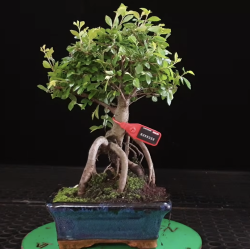 Ulmus parvifolia 8255356