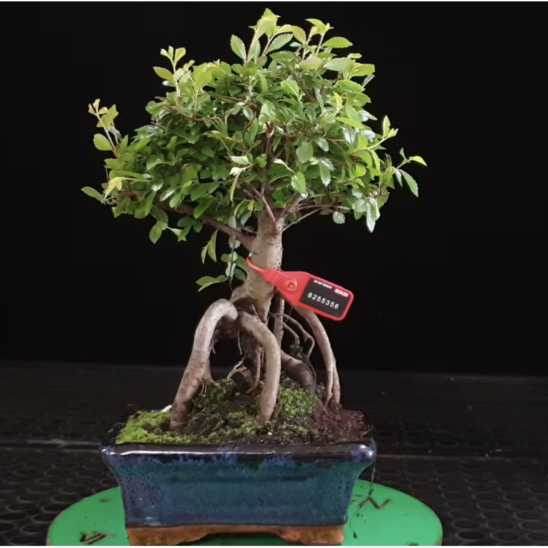 Ulmus parvifolia 8255356