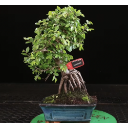 Ulmus parvifolia 8255366