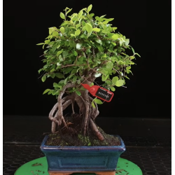 Ulmus parvifolia 8255365