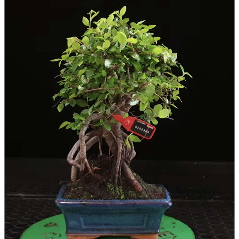 Ulmus parvifolia 8255365