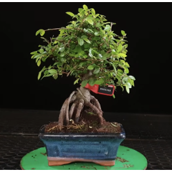 Ulmus parvifolia 8255368