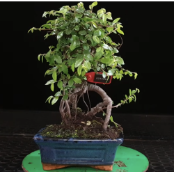 Ulmus parvifolia 8255364