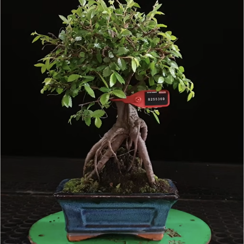 Ulmus parvifolia 8255369