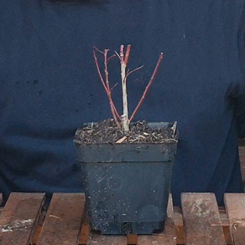 Sauce 'Hakuro Nishiki'