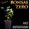 Acer buergerianum | Bonsai Zero colador REDONDO