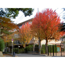 Acer buergerianum | Bonsai Zero colador REDONDO