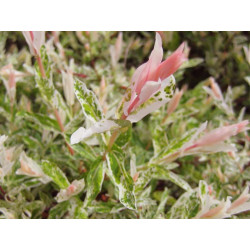 Sauce 'Hakuro Nishiki' | Bonsai Zero colador REDONDO