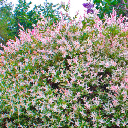 Sauce 'Hakuro Nishiki' | Bonsai Zero colador REDONDO