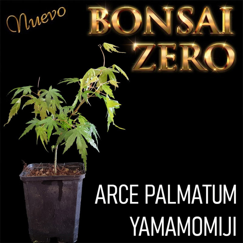 Arce Palmatum 'Yamamomiji' | Bonsai Zero colador REDONDO