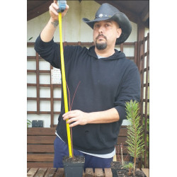 Arce Palmatum 'Yamamomiji' | Bonsai Zero colador REDONDO