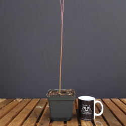 Arce Palmatum 'Yamamomiji' | Bonsai Zero colador REDONDO