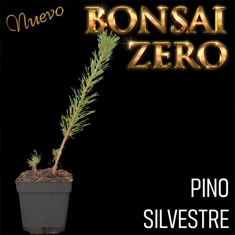 Pino Silvestre | Bonsai Zero colador REDONDO