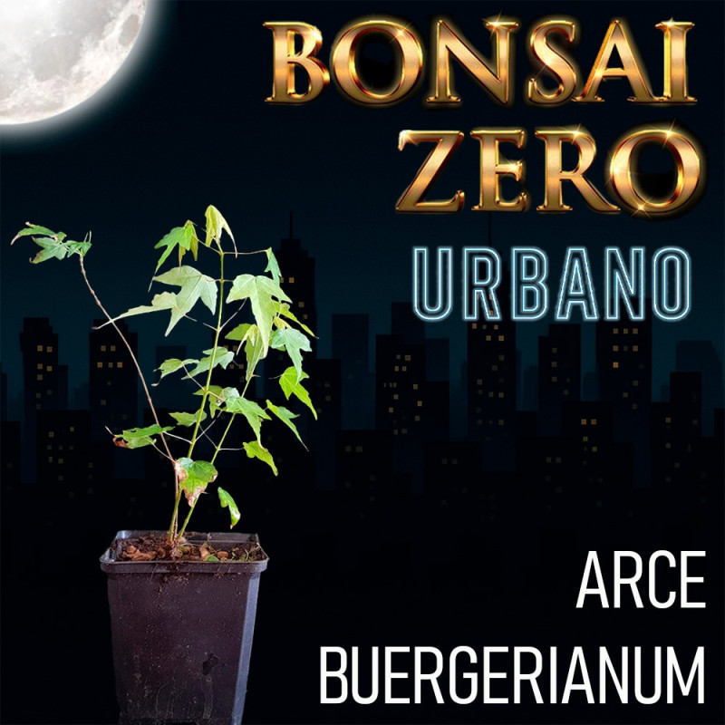 Acer buergerianum | Bonsai Zero URBANO