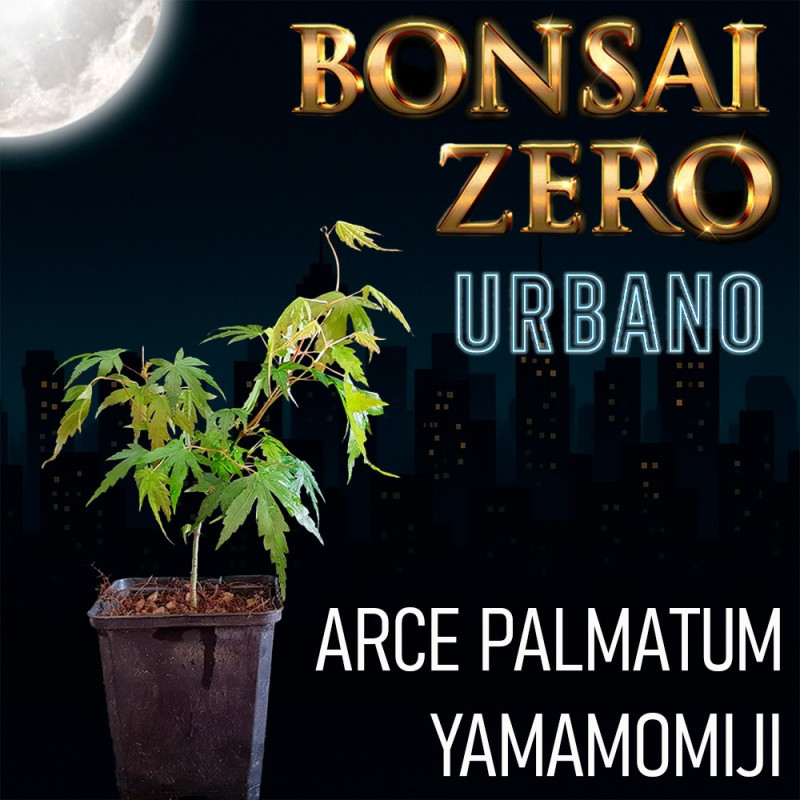 Acer Palmatum 'Yamamomiji' | Bonsai Zero URBANO