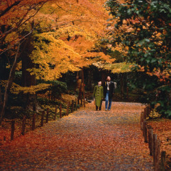 Acer Palmatum 'Yamamomiji' | Bonsai Zero URBANO