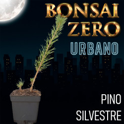 Pino Silvestre | Bonsai...
