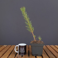 Pino Silvestre | Bonsai Zero URBANO