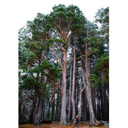 Pino Silvestre | Bonsai Zero URBANO