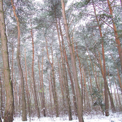 Pino Silvestre | Bonsai Zero URBANO