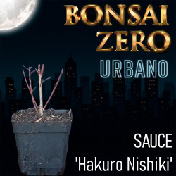 Sauce 'Hakuro Nishiki' |...