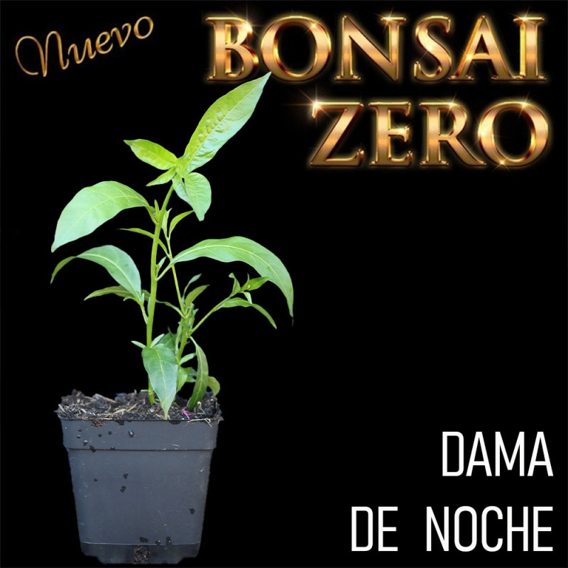 Dama de Noche | Bonsai Zero colador REDONDO