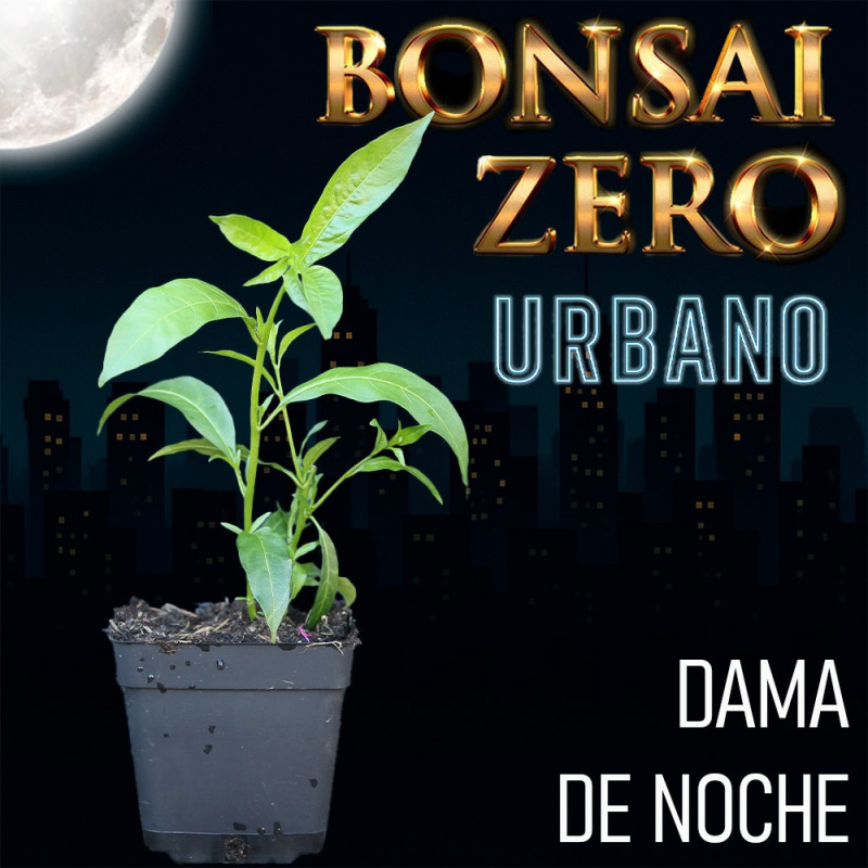 Dama de Noche | Bonsai Zero URBANO