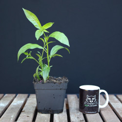 Dama de Noche | Bonsai Zero colador REDONDO