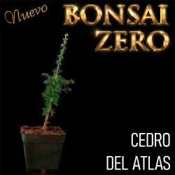 Cedro del Atlas | Bonsai...