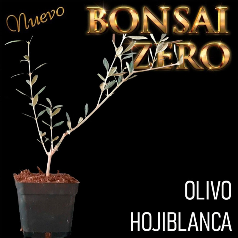 Olivo "Hojiblanca" | Bonsai Zero colador REDONDO