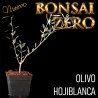 Olivo "Hojiblanca" | Bonsai Zero colador REDONDO