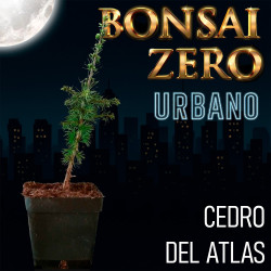 Cedro del Atlas | Bonsai...