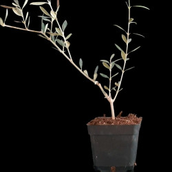 Olivo "Hojiblanca" | Bonsai Zero URBANO