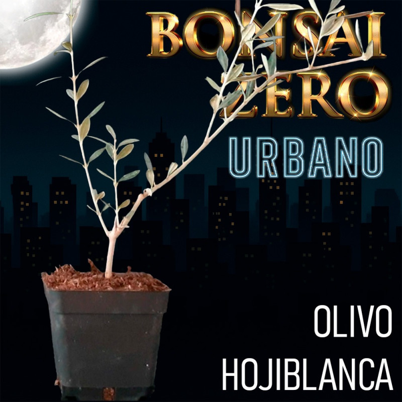 Olivo "Hojiblanca" | Bonsai Zero URBANO