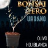 Olivo "Hojiblanca" | Bonsai Zero URBANO