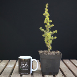 Cedro del Atlas | Bonsai Zero colador REDONDO