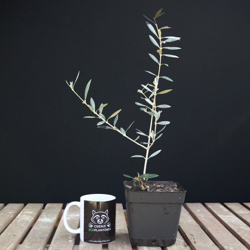 Olivo "Hojiblanca"