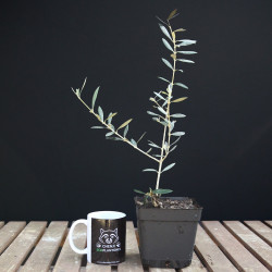 Olivo "Hojiblanca" | Bonsai Zero URBANO