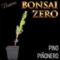 Pino piñonero | Bonsai Zero...