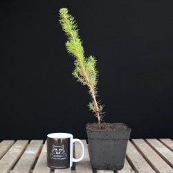 Pino piñonero | Bonsai Zero colador REDONDO