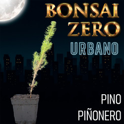 Pino piñonero | Bonsai Zero...