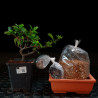 Pyracantha Shohin Bonsai Zero