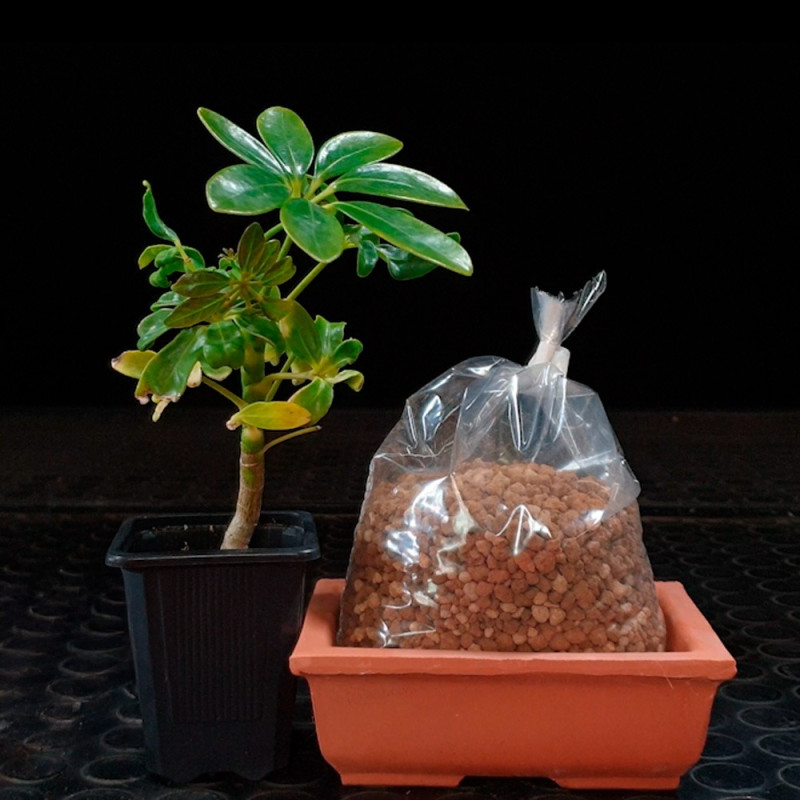 Schefflera Shohin Bonsai Zero