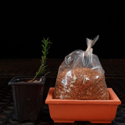 Tejo Shohin Bonsai Zero