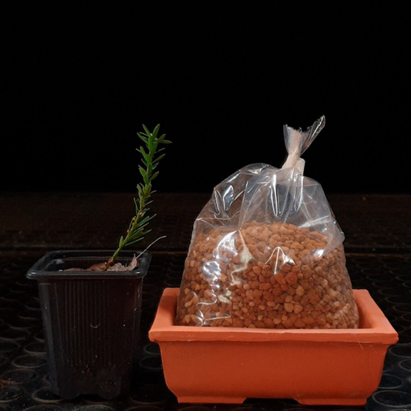 Tejo Shohin Bonsai Zero