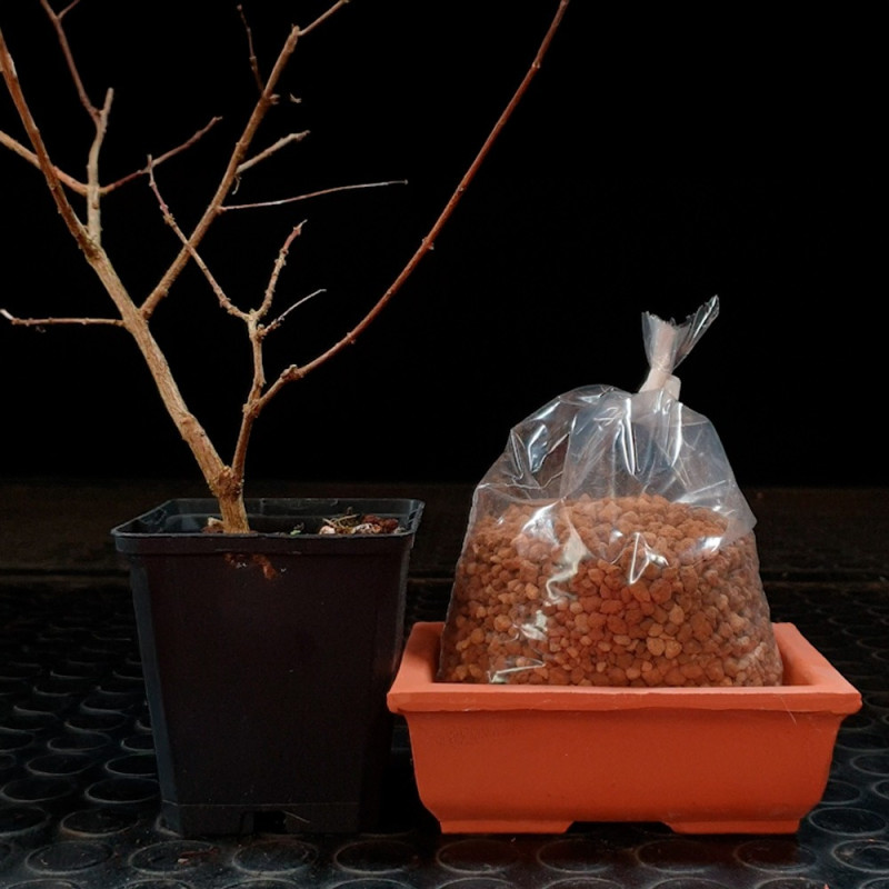 Arce Nioi Shohin Bonsai Zero (premna japonica)