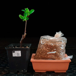 Manzano Shohin Bonsai Zero