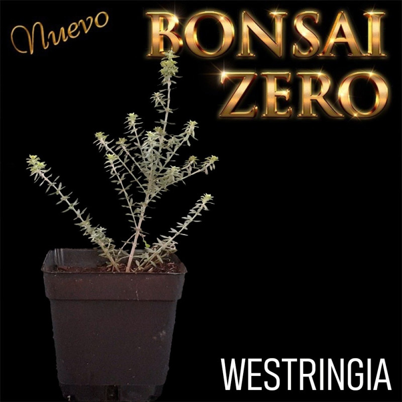 Westringia | Bonsai Zero colador REDONDO